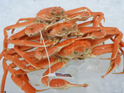 松葉ガニ（浜坂産）
