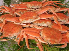 松葉ガニ（浜坂産）
