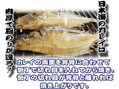 【一夜干しカレイ】日本海のカレイは肉厚で脂のりが違う！　焼き物はカレイの両面を背骨に合わせて包丁で切れ目を入れてから焼き、その切れ目が背骨と離れれば焼き上がりです。