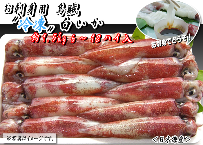 お刺身用烏賊〝冷凍〟白いか　約1.5kg　6～12杯＜日本海産＞
