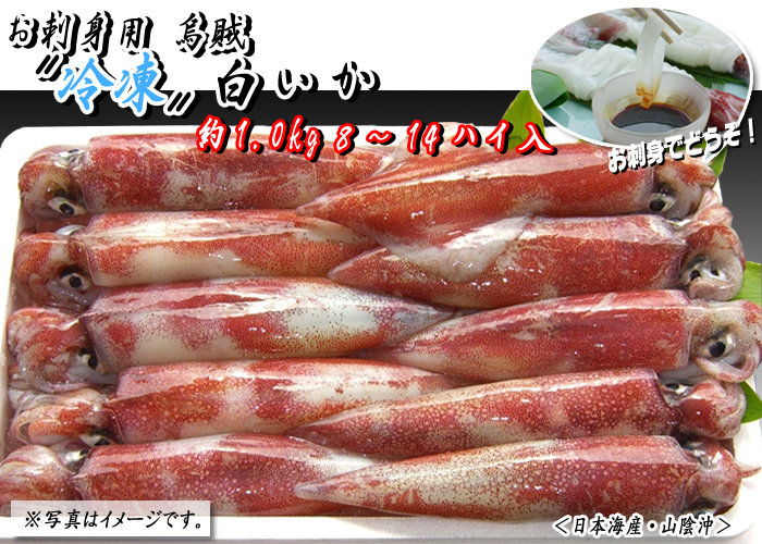 お刺身用烏賊〝冷凍〟白いか　約1.0kg　7～12杯＜日本海産＞