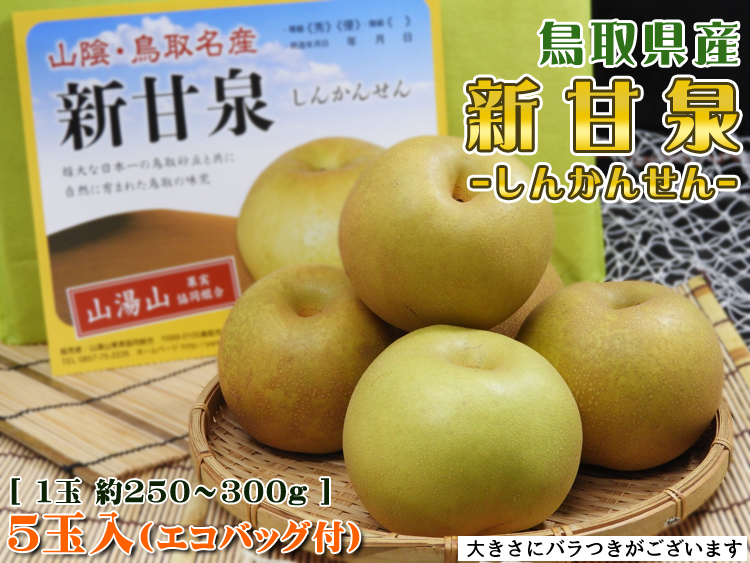 鳥取県産　新甘泉　5玉入（エコバッグ付）【送料無料】