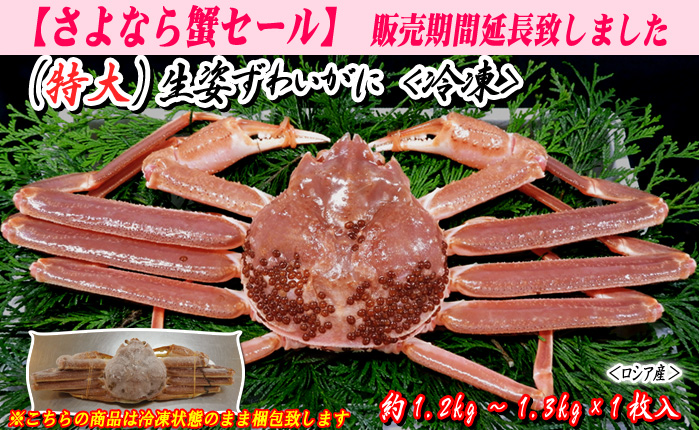 『特大』生姿ずわいがに 1枚入 約1.2~1.3kg 〔冷凍〕<ロシア産>
