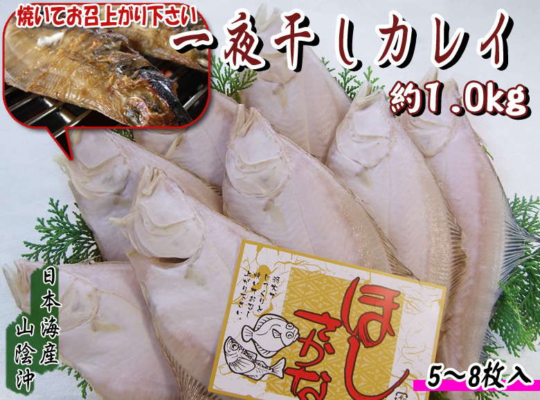 地物　一夜干しカレイ　約1.0kg＜日本海産・山陰沖＞