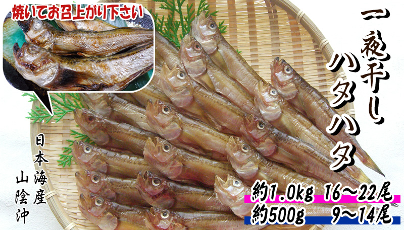 山陰一夜干し　干しハタハタ（日本海産・山陰沖）