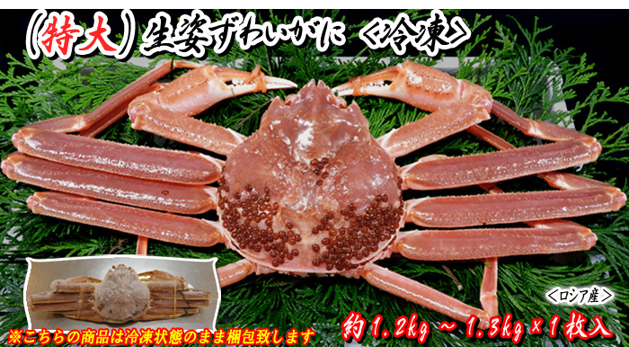 『特大』生姿ずわいがに　1枚入　約1.2～1.3kg 〔冷凍〕＜ロシア産＞
