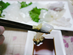 色んな食べ方がある「白いか」　その中でも『お刺身』『ゲソの天ぷら』がオススメ！