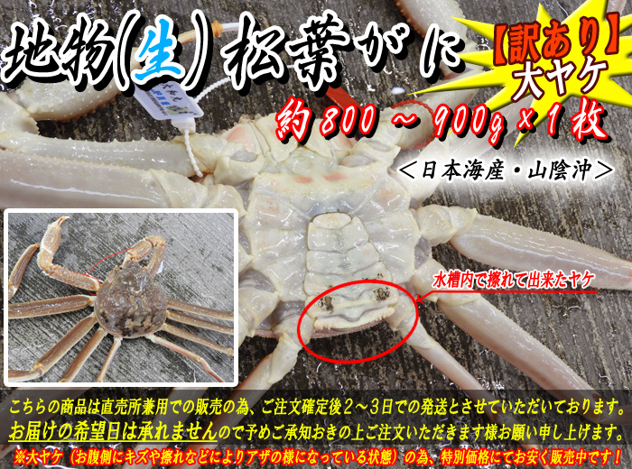 【訳あり】生松葉がに　約800～900g×１枚（大ヤケ）　